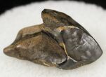 Mildly Worn Triceratops Tooth with Partial Root - Montana #20431-2
